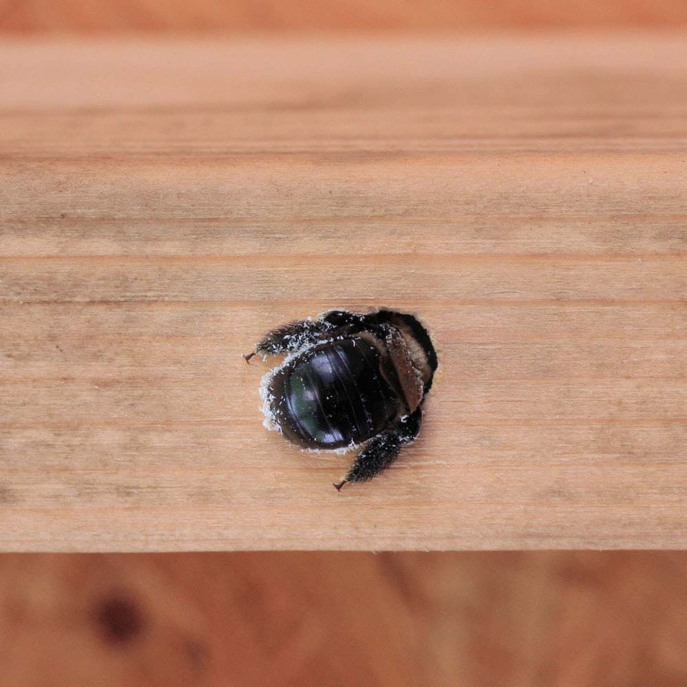 carpenter bee damage