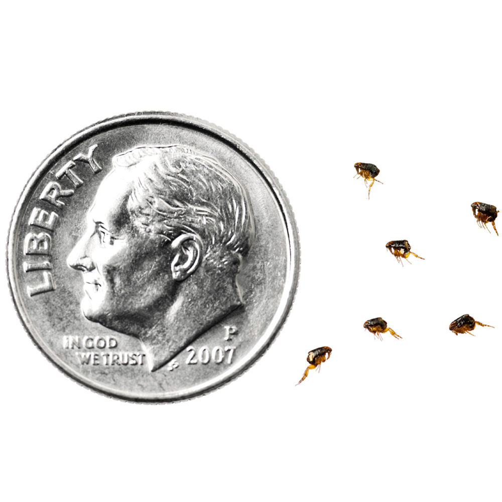 flea size