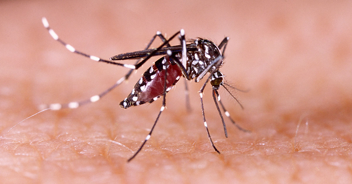 aedes-aegypti-mosquito