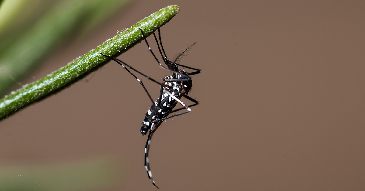 adult-tiger-mosquito