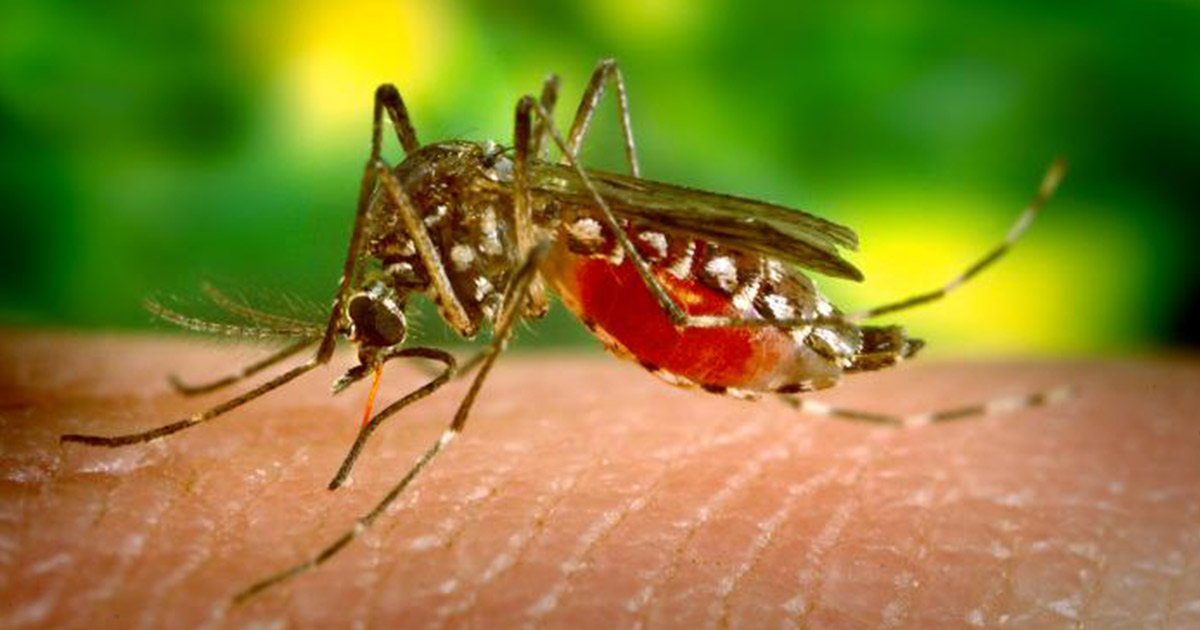 femail-aedes-aegypti-mosquito