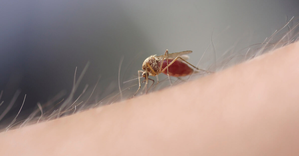 What Attracts Mosquitoes To Some People More Than Others?