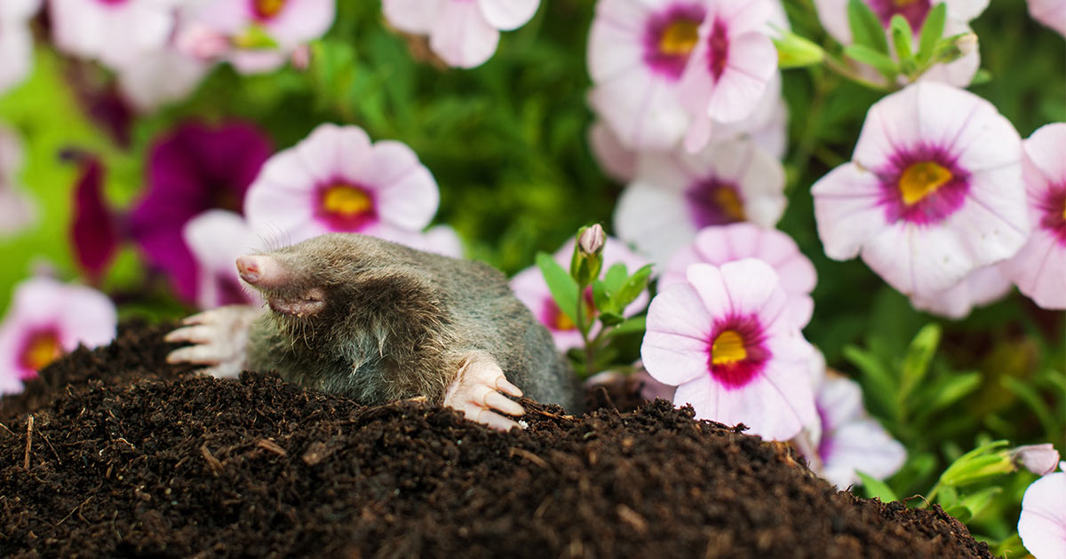 Adult mole in its mound