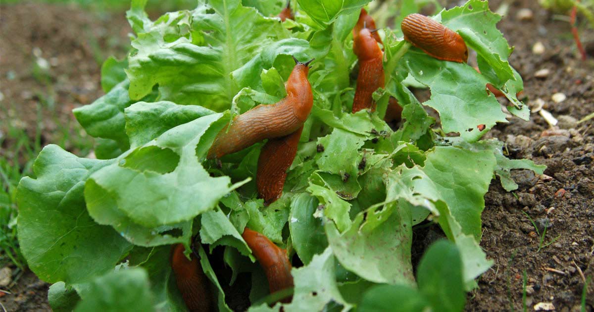 A group on slugs feeding on leaves.
