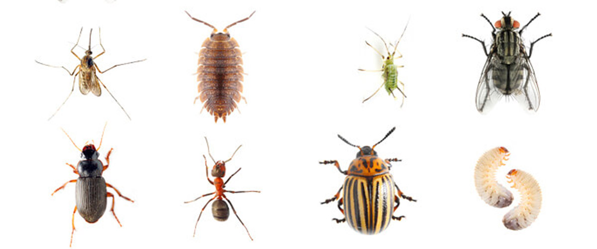 What are the most common pests?