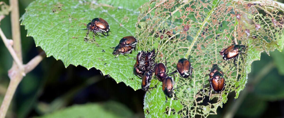Beetles
