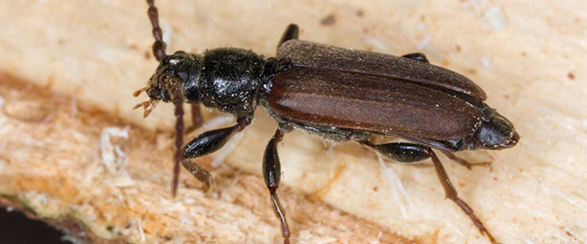 Common Pests of the Midwest