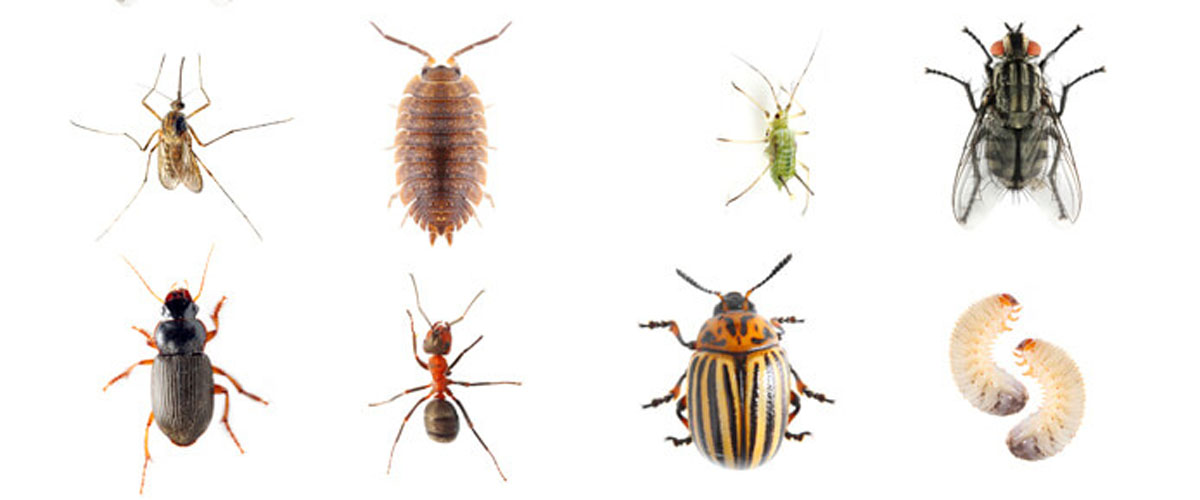 Common Pests of the Pacific Northwest