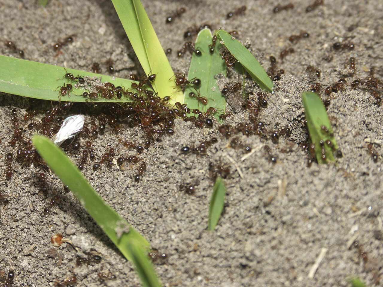 Red Ants