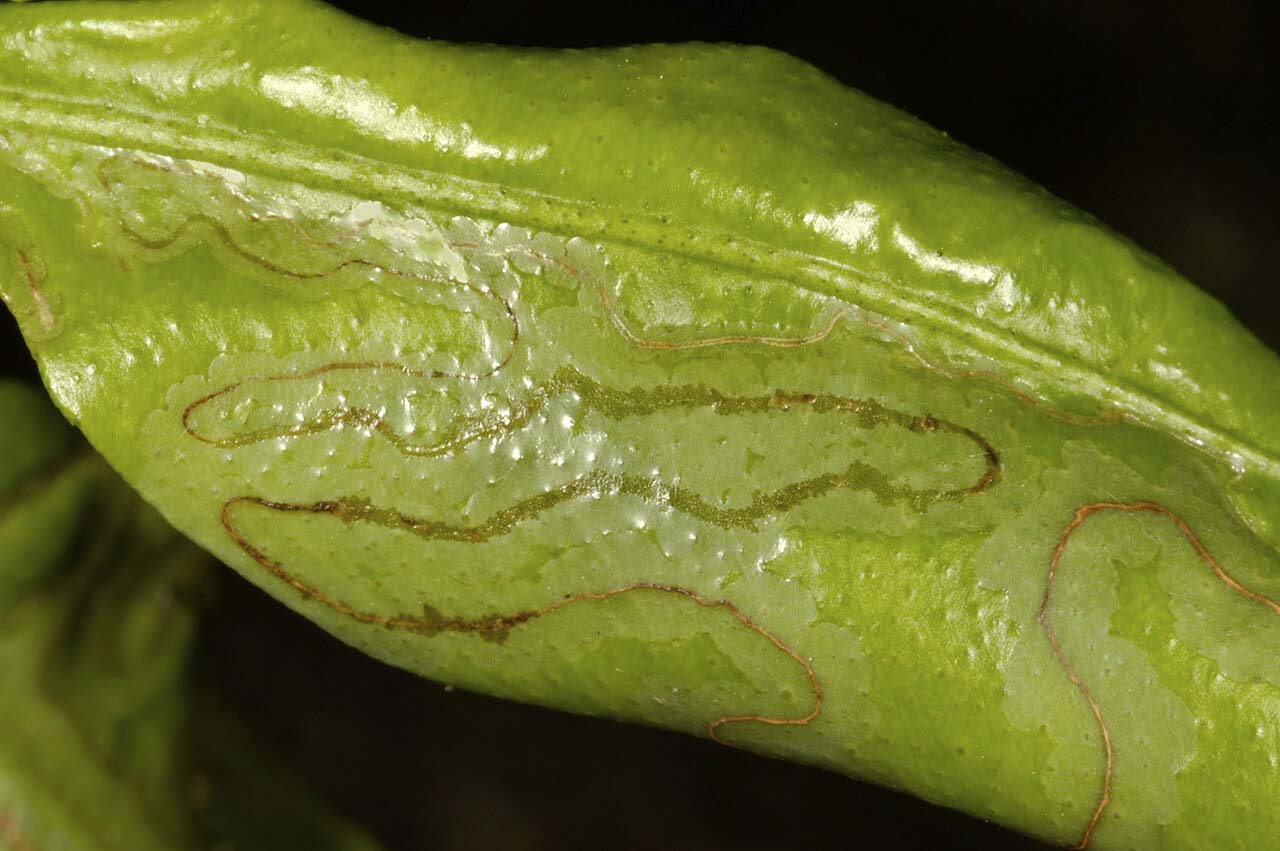 Leafminer
