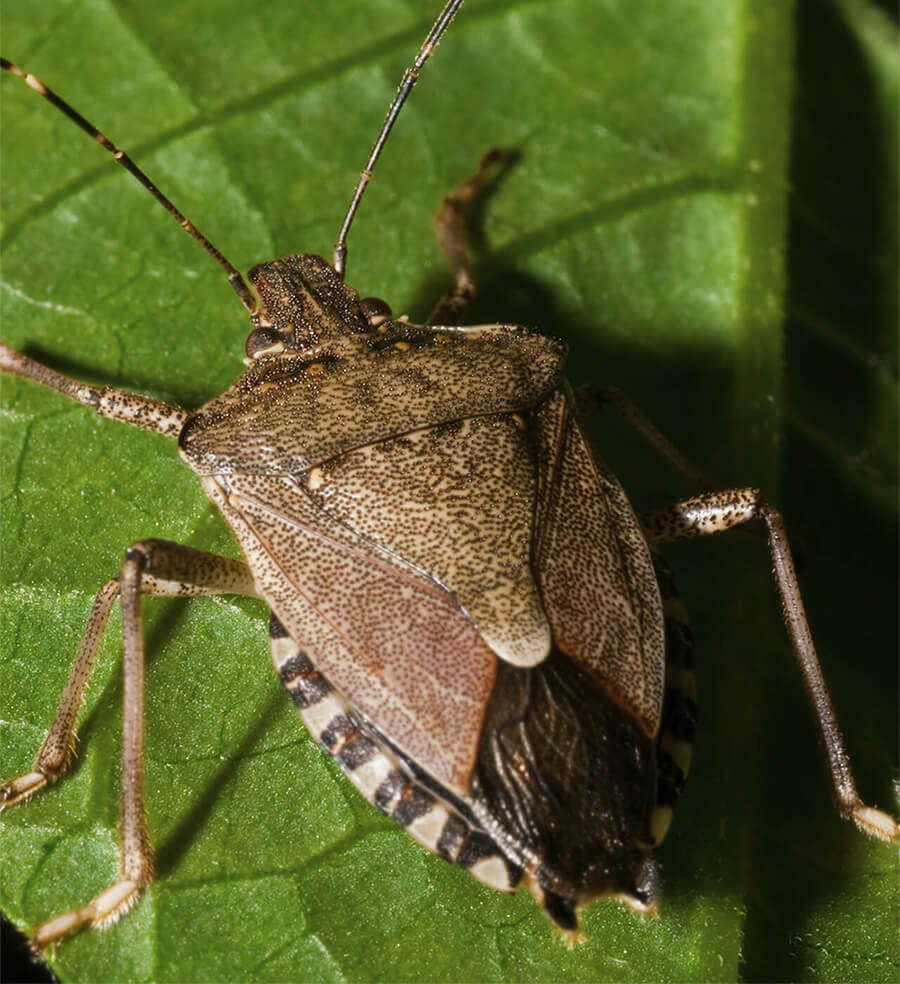 Common Summer Pests Of The Northeast
