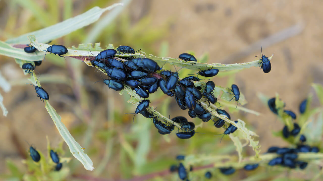 Flea Beetles