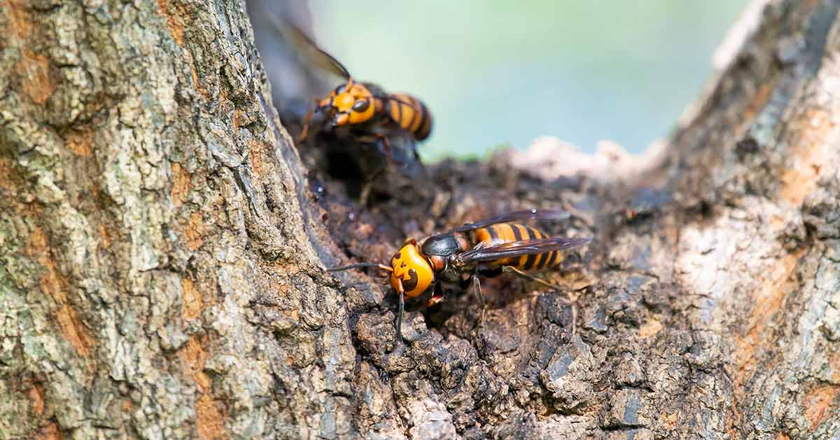 Asian Giant Hornet Nest