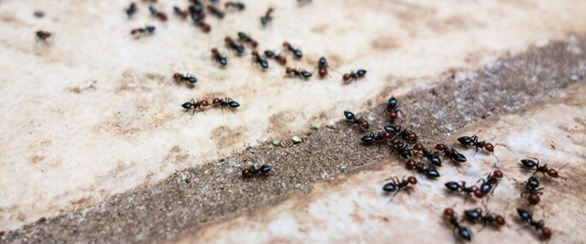 pest-control-tips-for-new-homeowners-video
