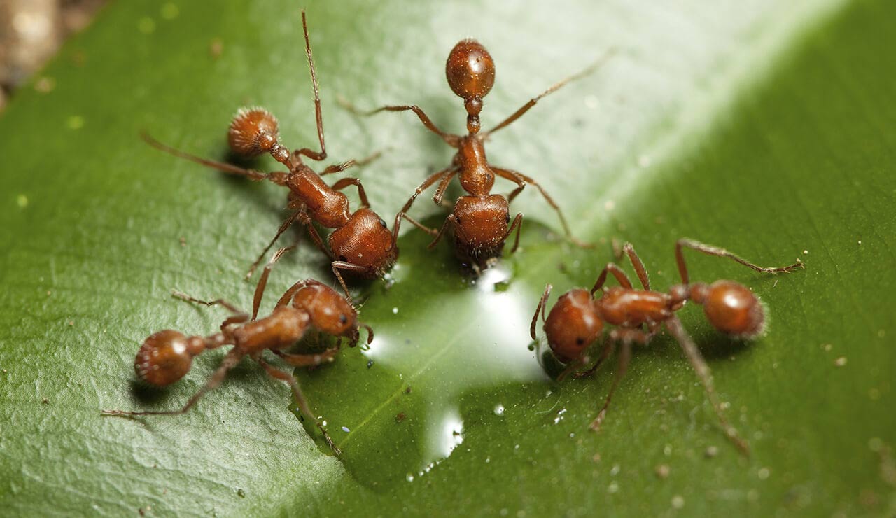 Fire Ants are reddish brown in color, live in mounds by the thousands and worst of all intrude and sting.