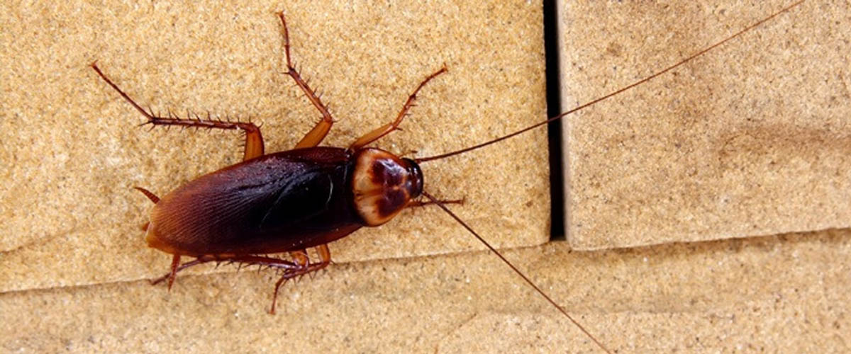 Cockroaches are brown, black or mixed in color. They invade in swarms and leave tracks of bacteria. Learn even more intriguing facts about Cockroaches here.