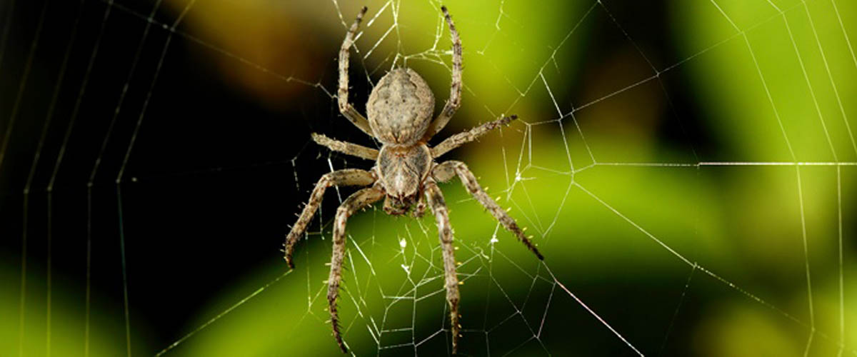 Spiders can come in a variety of shapes, sizes and colors. Learn more interesting facts about these creepy, crawly creatures.
