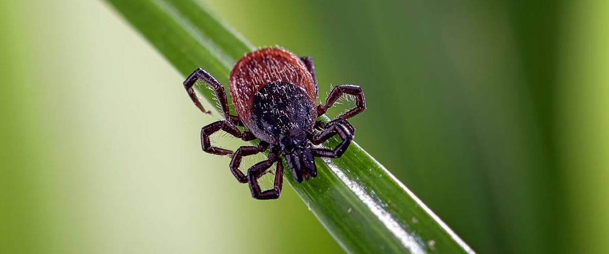 April through October is the season when most ticks feed, with the exception of blacklegged ticks which can feed year-round.