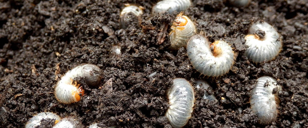 Grub damage peaks in late summer and early fall, when these underground pests feast on grass roots.