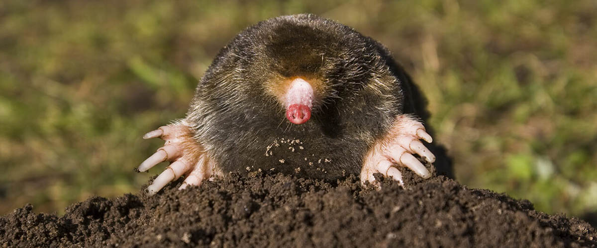 Victory over gophers, moles and voles depends on correctly identifying the culprits and meeting their challenges head on.