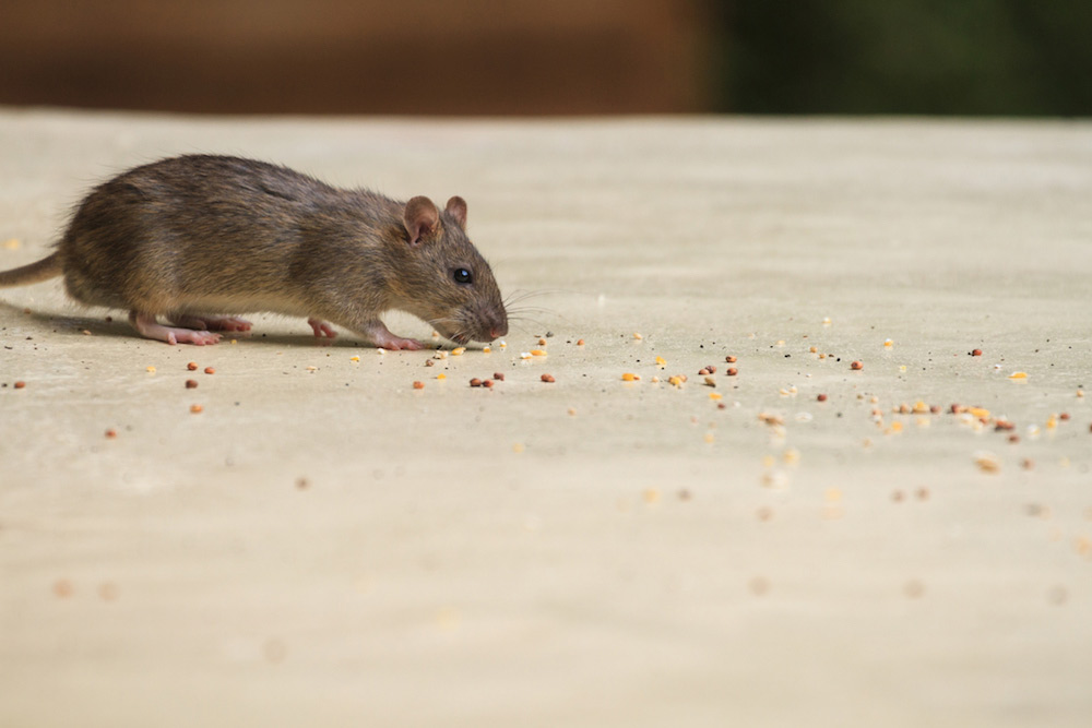 AMDRO Mouse Traps in the Animal & Rodent Control department at