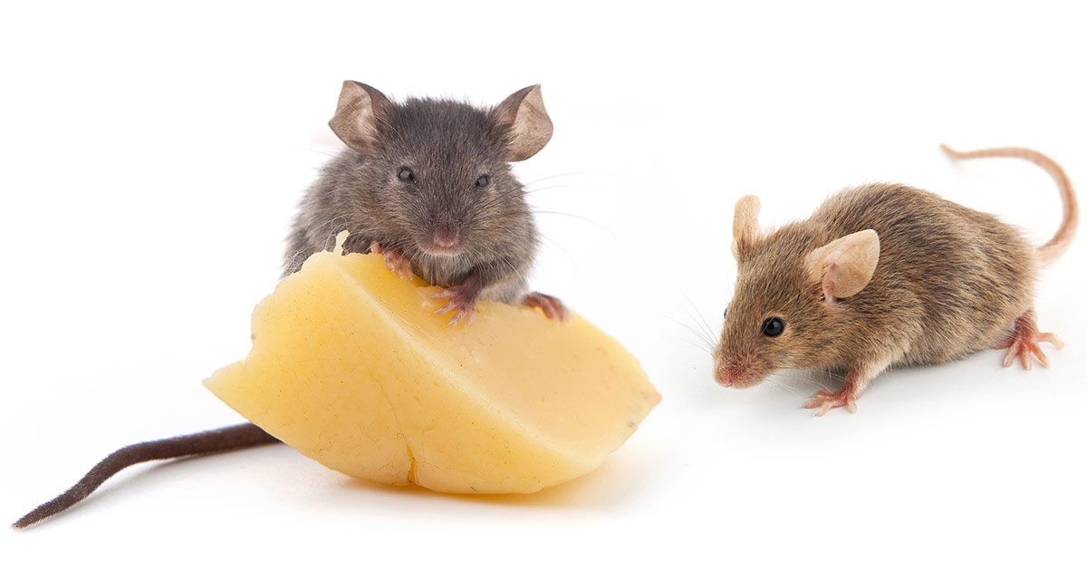 two mice eating cheese