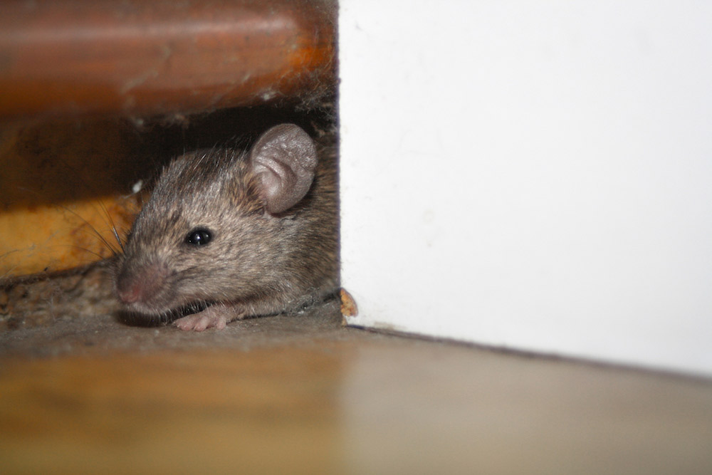 The Best Way To Catch Rats & Rodents In Your Home