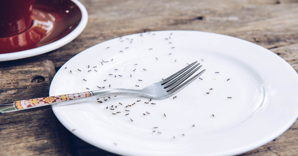 howtokillandpreventants_og