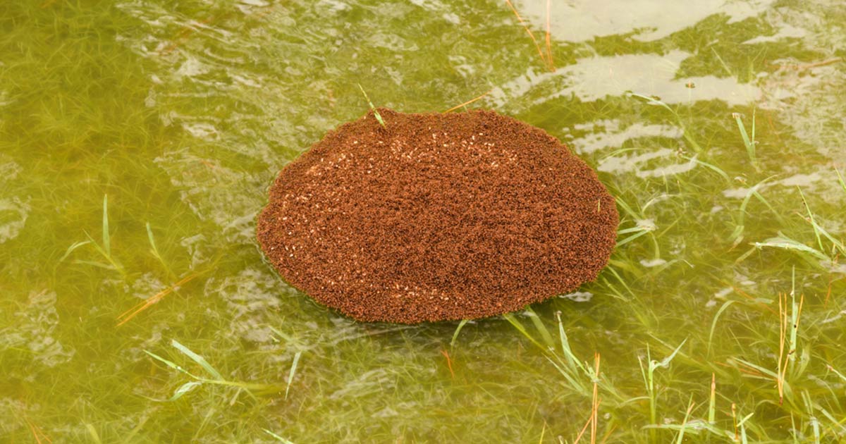 FIre ant raft floating on water