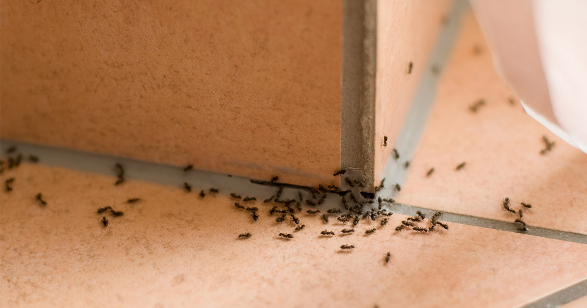 House ants invading a home