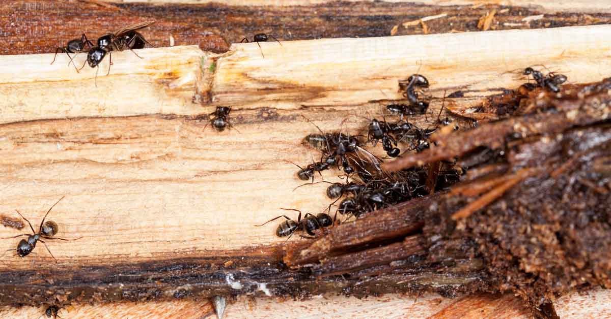 How to Identify and Kill Wood-Damaging Pests