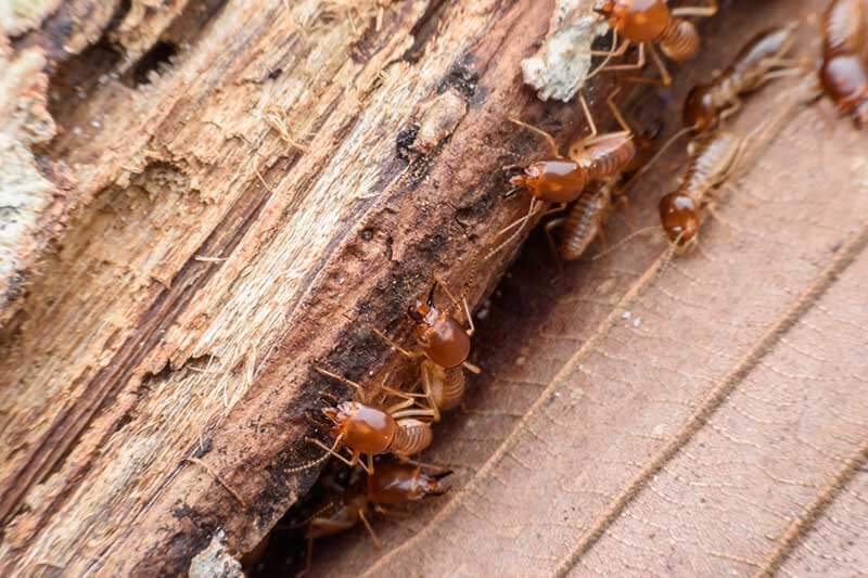 ensure the wood you buy is not infested by pests