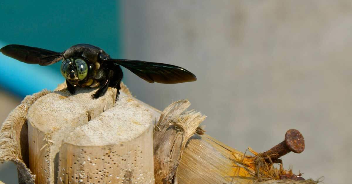 Controlling Carpenter Bee Damage OG