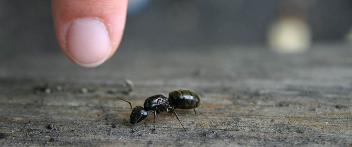 small ants in house uk