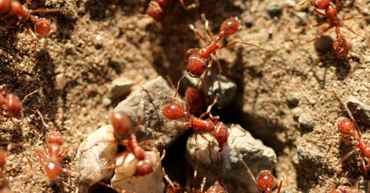 Fire Ants