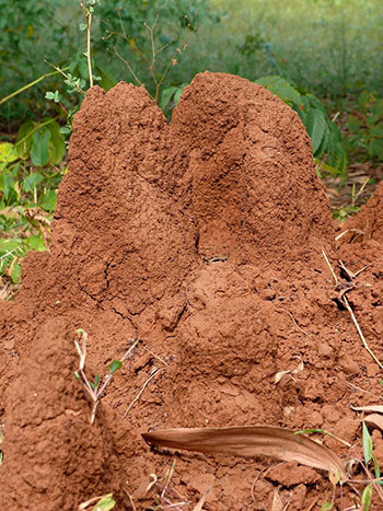Fire Ant Mound