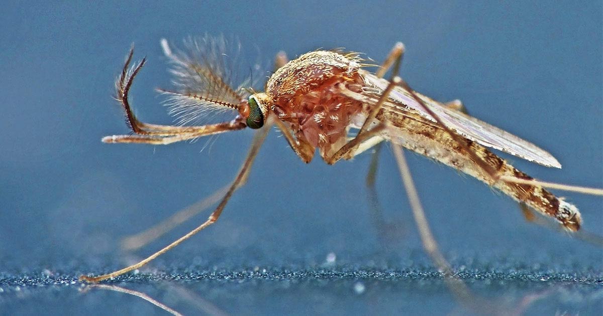 Culex pipiens male mosquito sitting on a car