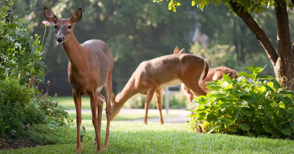 An image of a curious deer looking in a garden