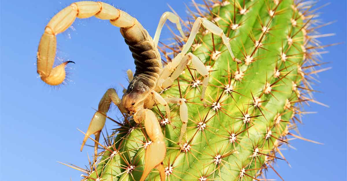 Arizona hairy scorpion open graph