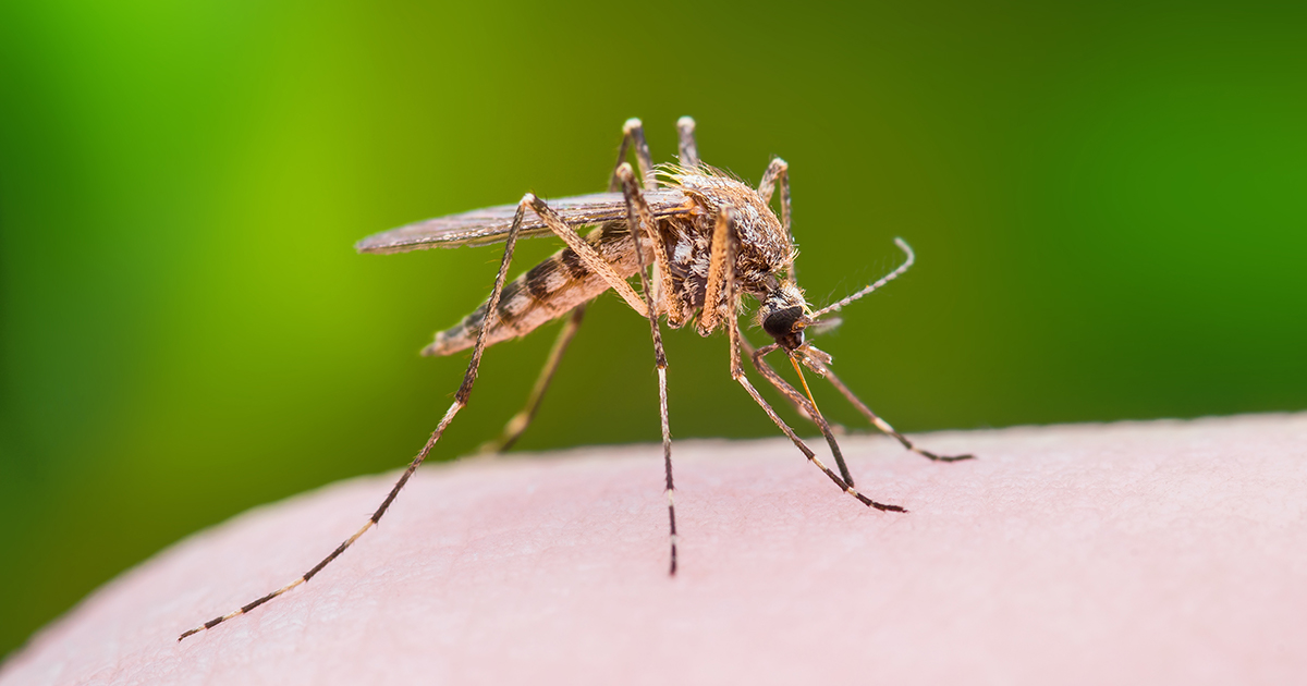mosquito drawing blood