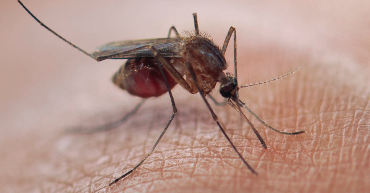 How Do You Avoid Mosquito Bites?