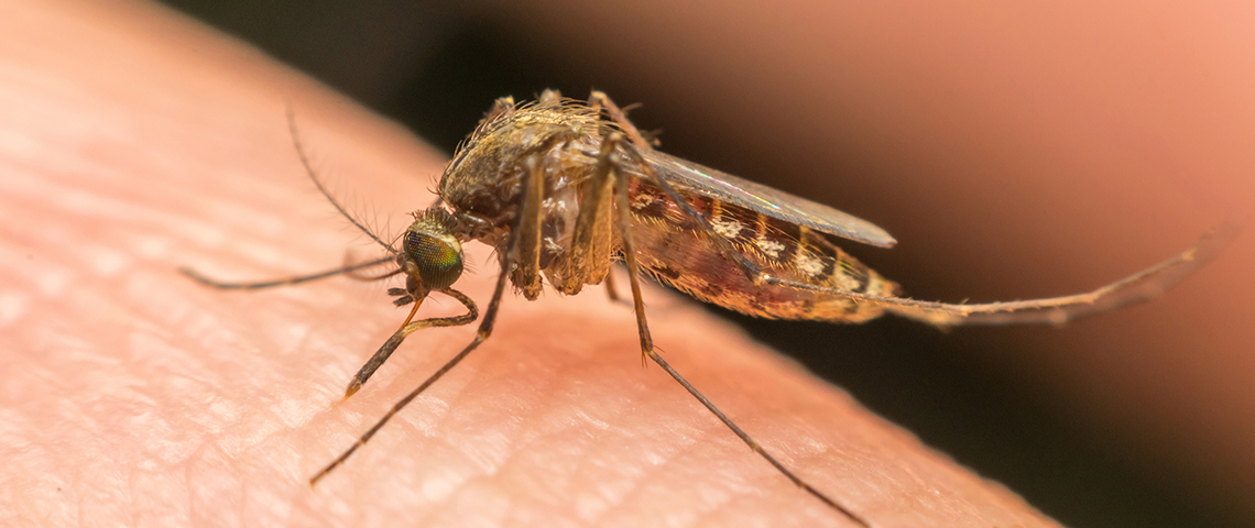 Mosquito biting skin