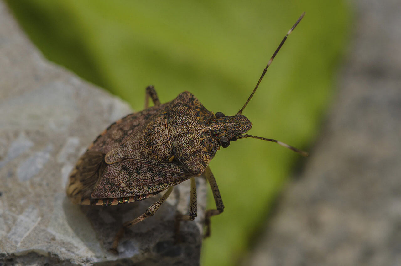 Stink Bug