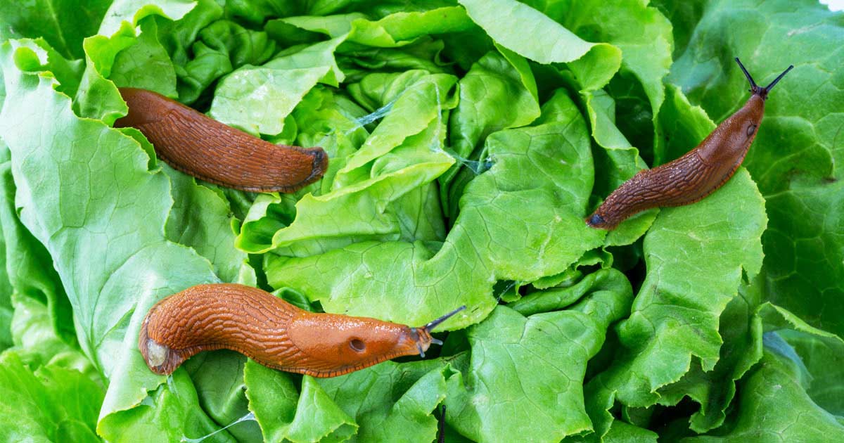 Snails feeding on lettuce
