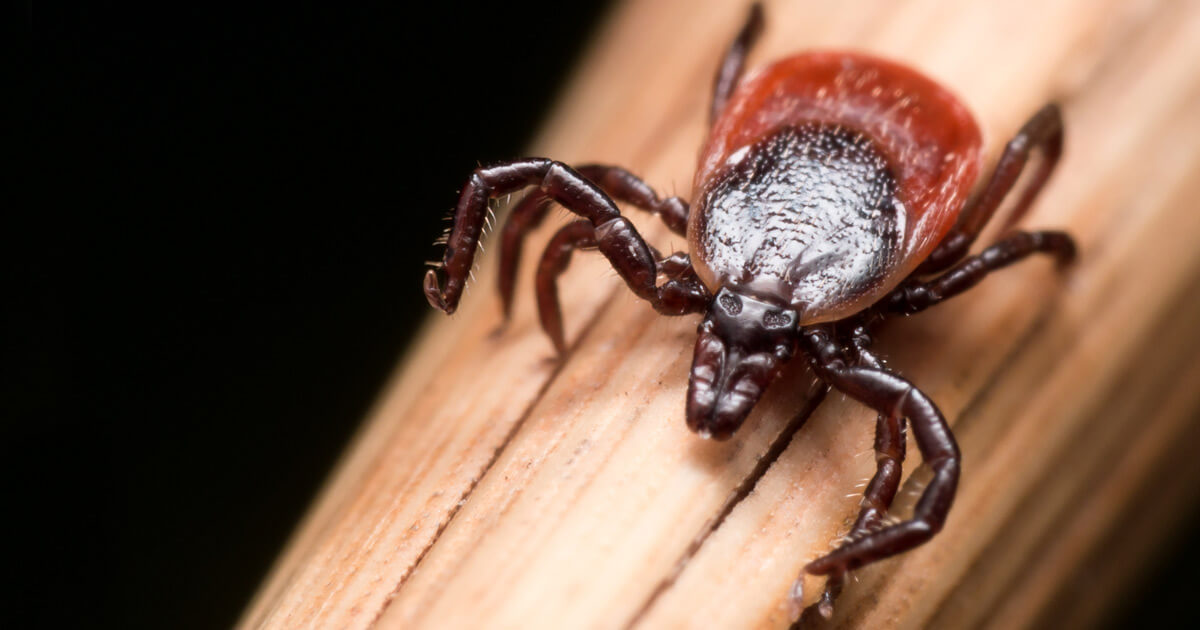 Close up image of a tick