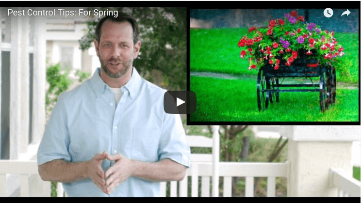 pest-control-tips-for-spring-video