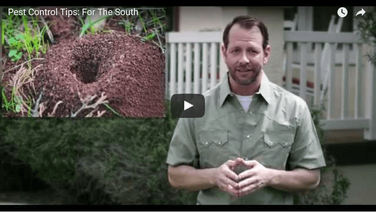 pest-control-tips-for-the-south-video