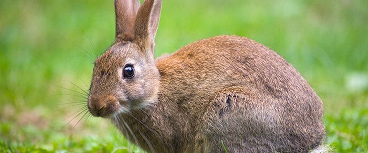 Rabbits may be cute and cuddly, but they can also be destructive pests