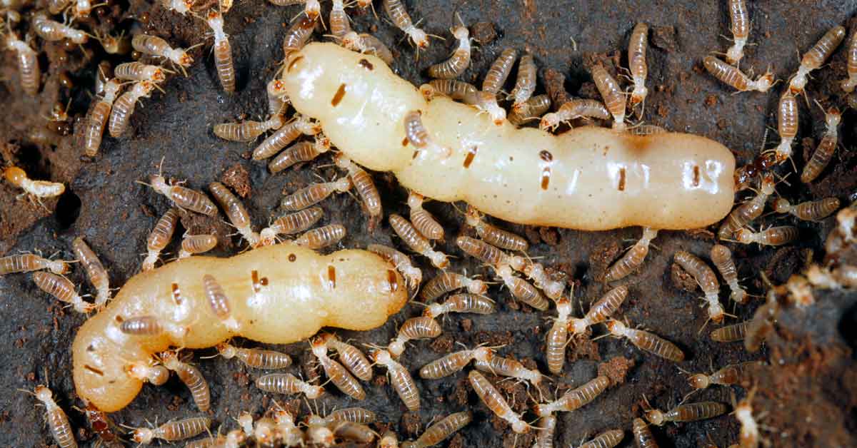 Protecting Your Home from Termites and Their Damage OG