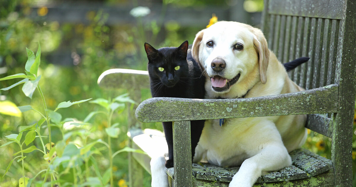 A dog and a cat sitting on a bench together.